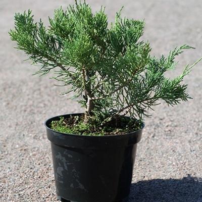 Можжевельник Блю Альпс: особенности посадки и ухода Можжевельник Блю Альпс: особенности посадки и ухода