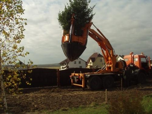 Крупномерные деревья: благоустраиваем приусадебный участок Крупномерные деревья: благоустраиваем приусадебный участок