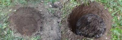 Можжевельник Блю Альпс: особенности посадки и ухода Можжевельник Блю Альпс: особенности посадки и ухода