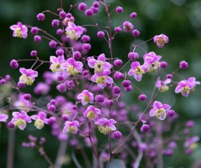 Василистник делавея — очаровательное украшение сада: выращивание и использование в дизайне Василистник делавея — очаровательное украшение сада: выращивание и использование в дизайне