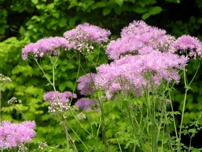 Василистник делавея — очаровательное украшение сада: выращивание и использование в дизайне Василистник делавея — очаровательное украшение сада: выращивание и использование в дизайне