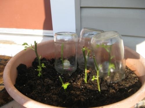 Уютный розарий возле дома Уютный розарий возле дома