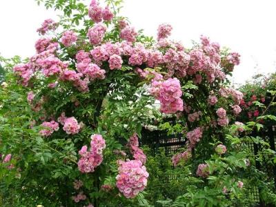 Цветники на даче своими руками: оригинальные идеи по оформлению красивых цветников для начинающих Цветники на даче своими руками: оригинальные идеи по оформлению красивых цветников для начинающих