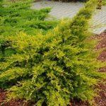 Можжевельник Блю Альпс: особенности посадки и ухода Можжевельник Блю Альпс: особенности посадки и ухода