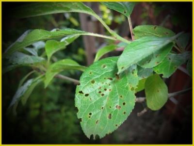 Обработка сада после цветения: чем опрыскивать растения для защиты от вредителей и болезней? Обработка сада после цветения: чем опрыскивать растения для защиты от вредителей и болезней?