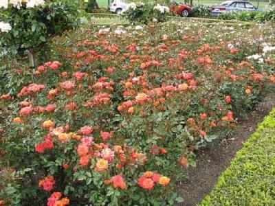 Клумба своими руками: делаем клумбу из подручных материалов на даче Клумба своими руками: делаем клумбу из подручных материалов на даче