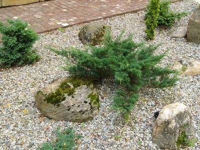 Можжевельник Блю Альпс: особенности посадки и ухода Можжевельник Блю Альпс: особенности посадки и ухода