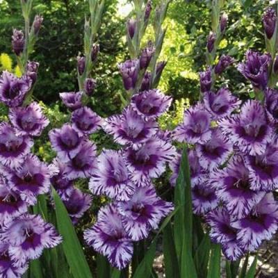 Цветники на даче своими руками: оригинальные идеи по оформлению красивых цветников для начинающих Цветники на даче своими руками: оригинальные идеи по оформлению красивых цветников для начинающих