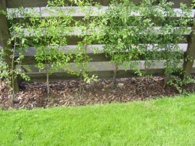 Цветники на даче своими руками: оригинальные идеи по оформлению красивых цветников для начинающих Цветники на даче своими руками: оригинальные идеи по оформлению красивых цветников для начинающих