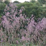 Василистник делавея — очаровательное украшение сада: выращивание и использование в дизайне Василистник делавея — очаровательное украшение сада: выращивание и использование в дизайне