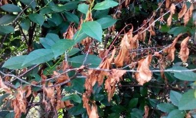 Обработка сада после цветения: чем опрыскивать растения для защиты от вредителей и болезней? Обработка сада после цветения: чем опрыскивать растения для защиты от вредителей и болезней?