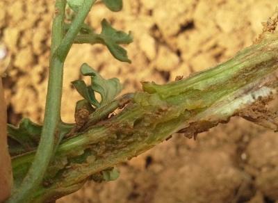 Василистник делавея — очаровательное украшение сада: выращивание и использование в дизайне Василистник делавея — очаровательное украшение сада: выращивание и использование в дизайне