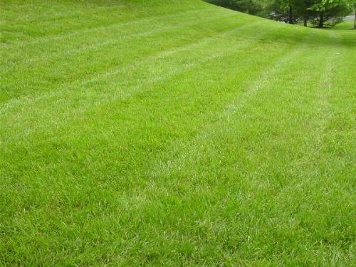 Как правильно поливать газон Как правильно поливать газон