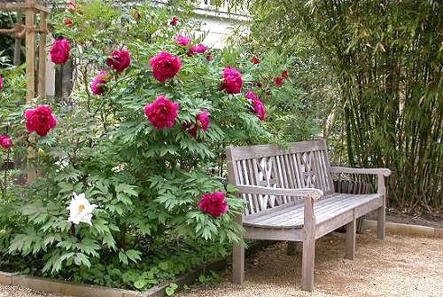 Используем пионы в дизайне участка Используем пионы в дизайне участка