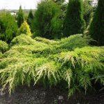 Можжевельник Блю Альпс: особенности посадки и ухода Можжевельник Блю Альпс: особенности посадки и ухода