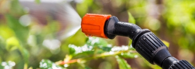 Можжевельник Блю Альпс: особенности посадки и ухода Можжевельник Блю Альпс: особенности посадки и ухода