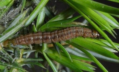 Можжевельник Блю Альпс: особенности посадки и ухода Можжевельник Блю Альпс: особенности посадки и ухода