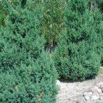 Можжевельник Блю Альпс: особенности посадки и ухода Можжевельник Блю Альпс: особенности посадки и ухода