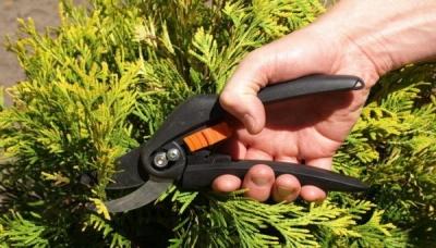 Можжевельник Блю Альпс: особенности посадки и ухода Можжевельник Блю Альпс: особенности посадки и ухода