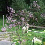 Василистник делавея — очаровательное украшение сада: выращивание и использование в дизайне Василистник делавея — очаровательное украшение сада: выращивание и использование в дизайне