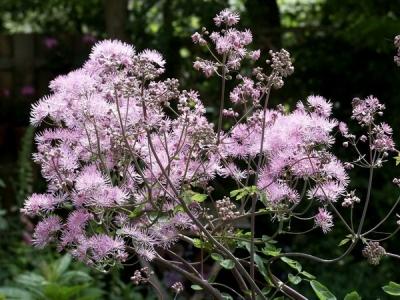 Василистник делавея — очаровательное украшение сада: выращивание и использование в дизайне Василистник делавея — очаровательное украшение сада: выращивание и использование в дизайне