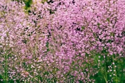 Василистник делавея — очаровательное украшение сада: выращивание и использование в дизайне Василистник делавея — очаровательное украшение сада: выращивание и использование в дизайне