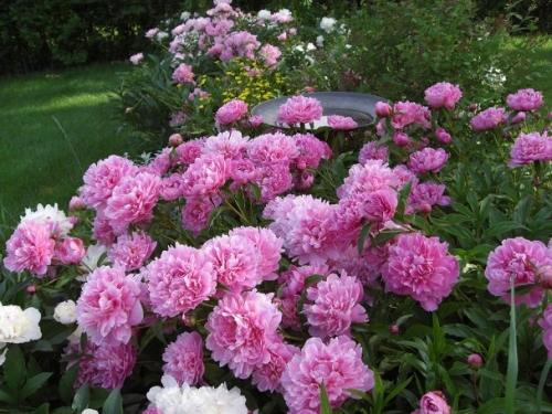 Используем пионы в дизайне участка Используем пионы в дизайне участка