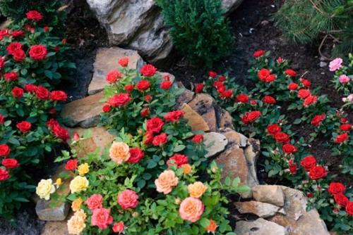 Уютный розарий возле дома Уютный розарий возле дома