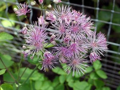 Василистник делавея — очаровательное украшение сада: выращивание и использование в дизайне Василистник делавея — очаровательное украшение сада: выращивание и использование в дизайне