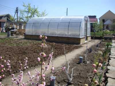 Теплица своими руками: как сделать, проекты и виды