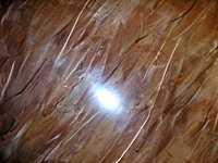 Особенности венецианской штукатурки