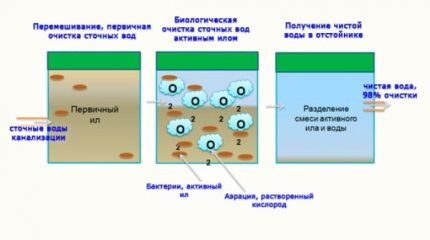 Бактерии для септиков &laquo;Доктор Робик&raquo;: советы при покупке и инструктаж по применению