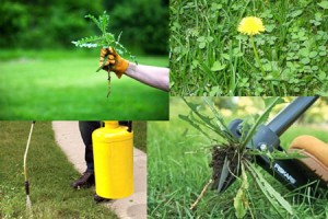 Борьба с сорняками   Борьба с сорняками